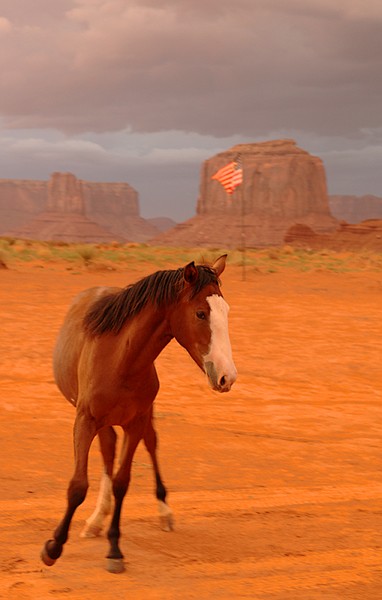 American Mustang. mustang horse running. American Mustang.