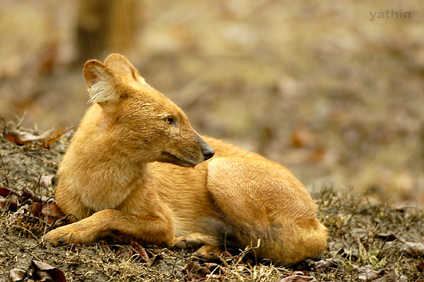 dhole_resting.jpg