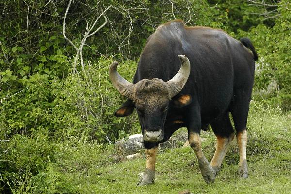 water buffalo | South african animals, African buffalo 