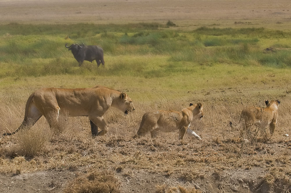 Lioness and cubs. The lioness had just killed and was taking her cubs to the 