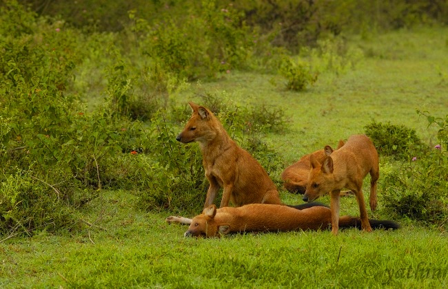 classification Shiba Inus