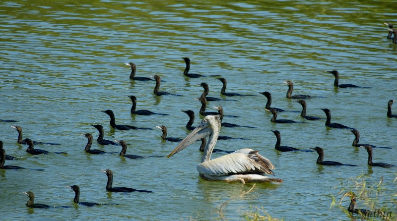 http://www.yathin.com/trips/ne/dec2006/assam/kaziranga/pelican_and_cormorants.jpg