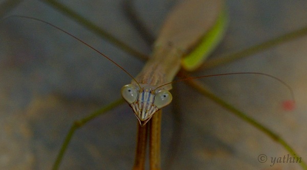 Blue Praying Mantis