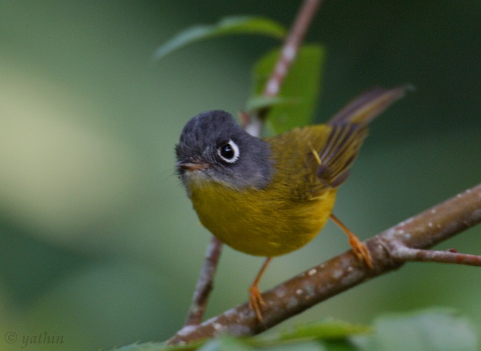 grey_cheeked_warbler.jpg