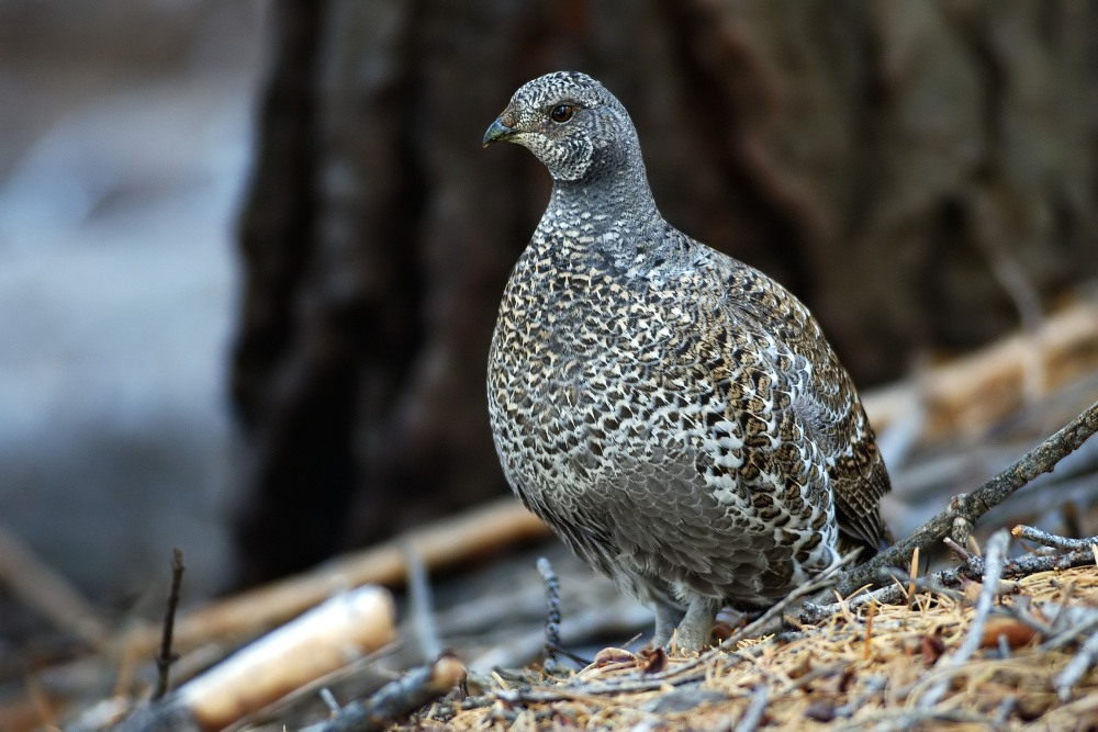 Blue Grouse