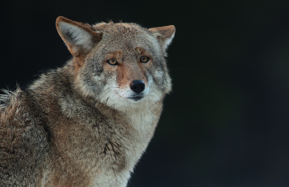 super-telephoto lens photo