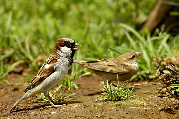 house_sparrow_male_female.jpg