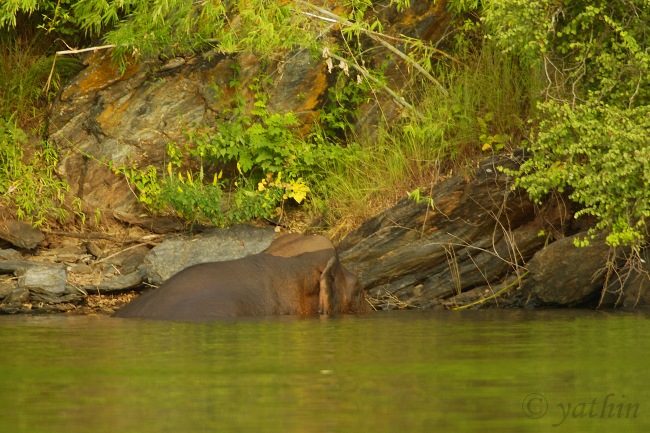 Western Camouflage